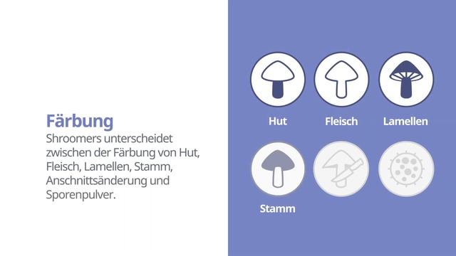 Sandröhrling (Suillus variegatus) | Färbung | Praktisches Kurzprofil | Shroomers смотреть онлайн