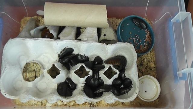 Мадагаскарские шипящие тараканы - посмотрите как они размножились! смотреть онлайн