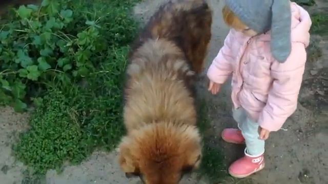 Собака - друг человека. Любовь к животным с детства. смотреть онлайн