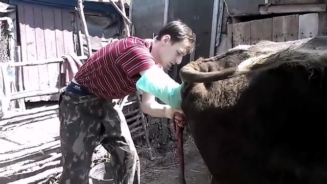 Ветеринария коровы Отделение последа смотреть онлайн