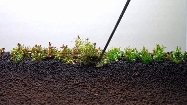 Dutch Aquarium Tutorial - Step By Step Planted Aquarium