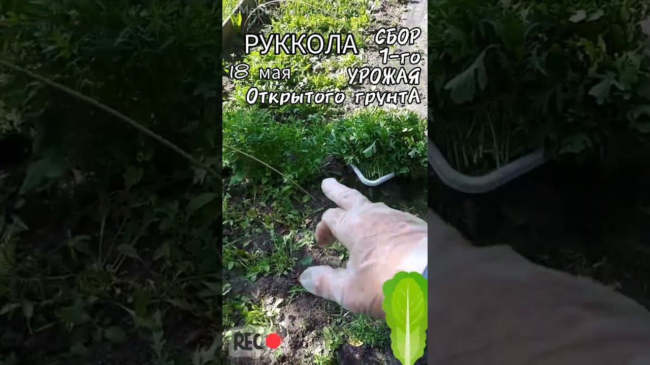 РУКОЛА уродилась | Срезка рукколы Открытого Грунта первый урожай 18 мая Сорт Васаби ✔ суперский ✔ смотреть онлайн