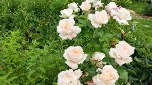 Роза Чандос Бьюти