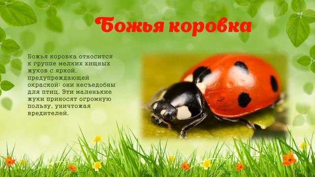 Презентация про Луг
