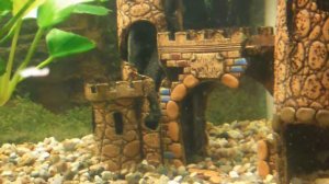 Самка анцитруса откладывает икру.