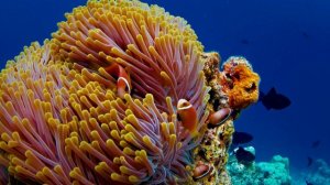 Aquarium 4K VIDEO (ULTRA HD) 🐠 Beautiful Coral Reef Fish - Relaxing Sleep Meditation Music