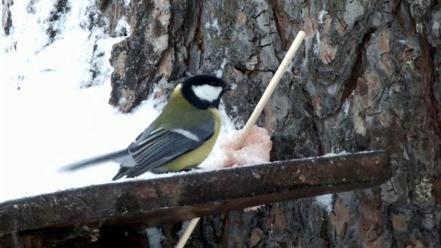 Борьба синиц за сало