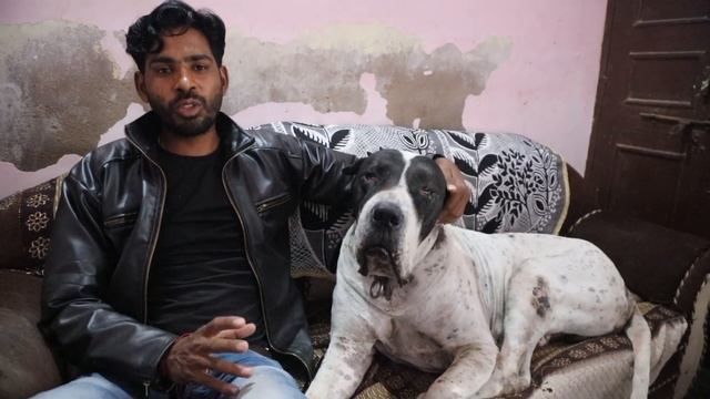 Indian breed dog kennel || Pakistani bully || bully kutta dog kennel смотреть онлайн