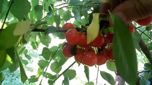 Вишня АМОРЕЛЬ РОЗОВАЯ смотреть онлайн