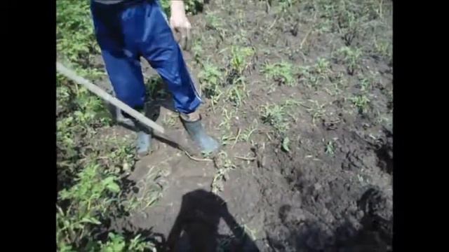 Послала меня жена кортошки накопать , а тут такое......!!!п Бородыновка. !!!! смотреть онлайн