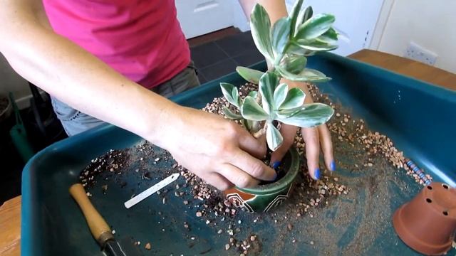 Re Potting my Crassula ovata variegata Succulent Plant смотреть онлайн