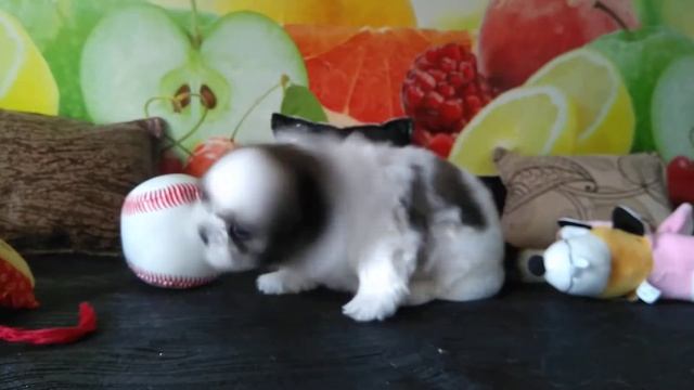 ЩЕНКИ ШИТЦУ,ПРОДАЮТСЯ.ВИДЕО ОТ !% ОКТЯБРЯ ")!(ГОДА, смотреть онлайн