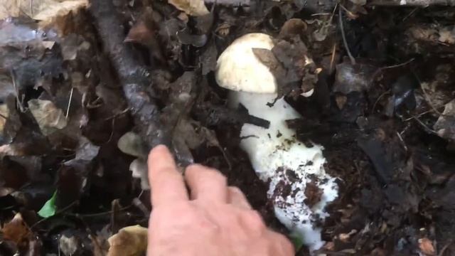 Как маскируются грибы! смотреть онлайн