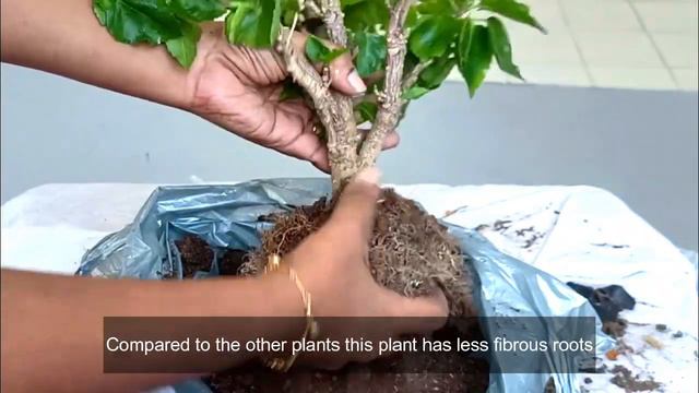 Get rid of yellow leaves in Hibiscus plant | HDB corridor garden смотреть онлайн
