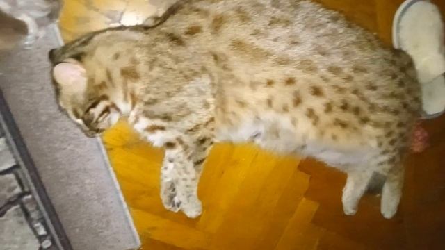 ДАЛЬНЕВОСТОЧНЫЙ ВОНЮЧИЙ КОТ