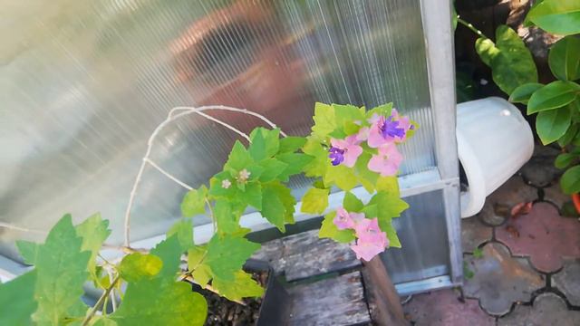 Холмскиолдия таитянская, Holmskioldia Taitensis. Blue mandarin смотреть онлайн