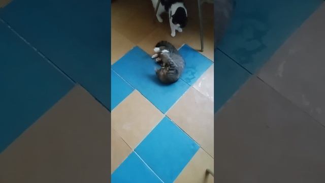 Помыла пол хлоркой, даже кошке нравится☺ смотреть онлайн