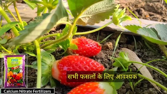 कैल्शियम नाइट्रेट खाद क्या है और कैसे इस्तेमाल करें |Calcium Nitrate fertilizer |Advance agricultur смотреть онлайн