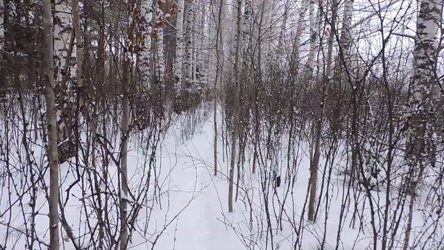 "Берёзовая роща зимой." смотреть онлайн