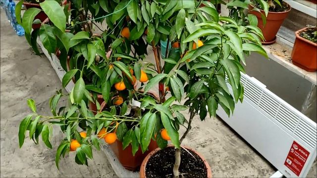 Клементин Корсика 1 (Citrus clementina Corsica 1) смотреть онлайн
