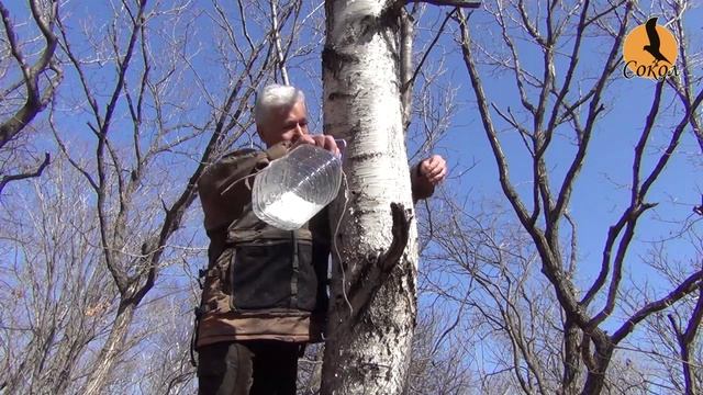 СОКОЛ_ПРИМОРЬЕ