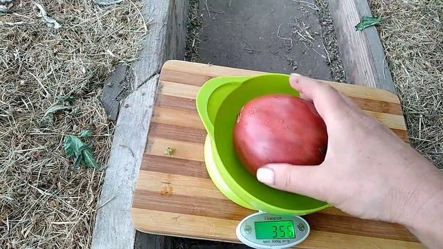 Сорт томата - Тундра смотреть онлайн