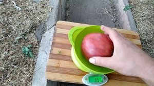 Сорт томата - Тундра