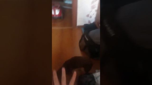 Настя Гепард лапа и её брат собака по имени Герцог!!!!! смотреть онлайн