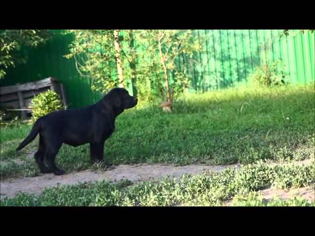 Стелла Фиделис Лаванда смотреть онлайн