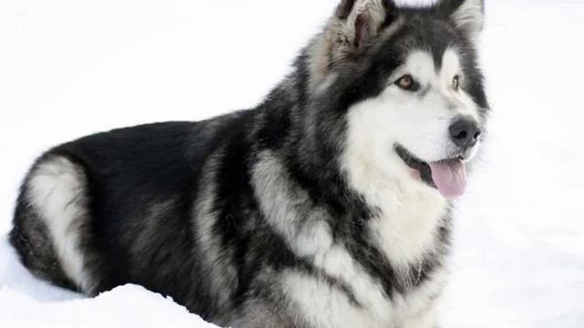 Аляскинский маламут: описание породы собак смотреть онлайн