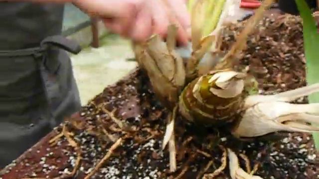 Re-potting Cymbidiums And Phalaenopsis Orchids With Jim Durrant At McBean's