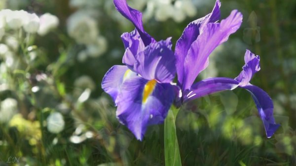 П. И.Чайковский — Апрель. Подснежник. Р.Tchaikovsky - April Snowdrop