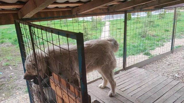 Крупный кобель Кавказской овчарки / Нужен совет дрессировки! смотреть онлайн