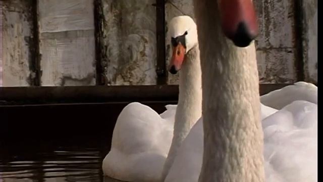 Где зимуют астраханские лебеди с Лебединого озера смотреть онлайн