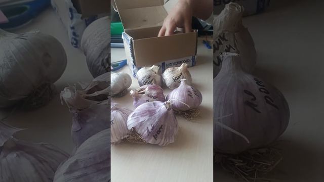 И в чесноке тоже есть счастье 🤣 Иркутск, осень 2022. Три звезды смотреть онлайн
