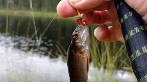 Тестирование на летней рыбалке искусственного мотыля от Berkley