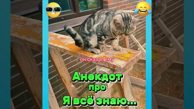 Анекдот про Я все знаю. #анекдоты #приколы #юмор #котики #шутки #мемы смотреть онлайн