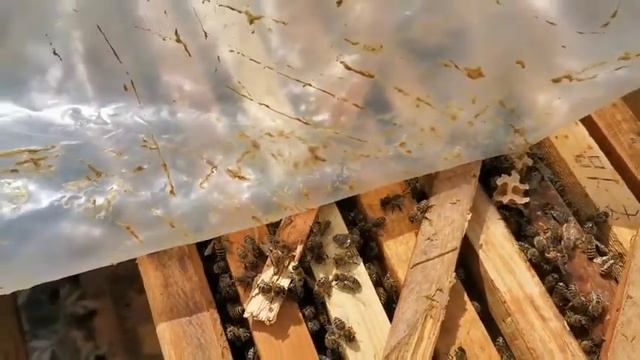 ПАСЕКА:РАСШИРЕНИЕ ПЧЕЛОСЕМЕЙ смотреть онлайн