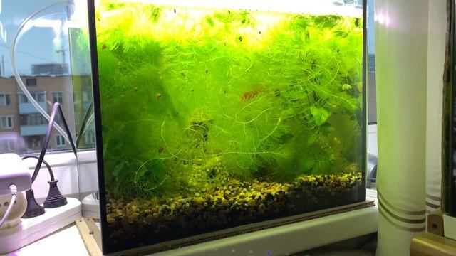 ПТИЧИЙ РЫНОК ИЛИ АВИТО? l ЧТО ЖЕ ВСЕ-ТАКИ ВЫБРАТЬ И ЧТО ЛУЧШЕ? l ЦЕНЫ, ВЫБОР, КАЧЕСТВО смотреть онлайн