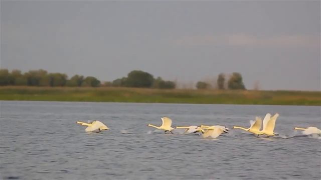 Лебеди летят на юг (видео сюжет к рассказу Л. Воронковой "Лебеди") смотреть онлайн
