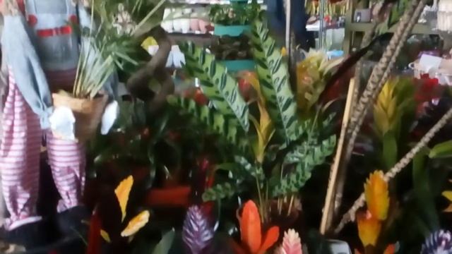 Садовый центр Укрфлора 2 часть.Киев. #садовыйцентр #укрфлора #14февраля смотреть онлайн