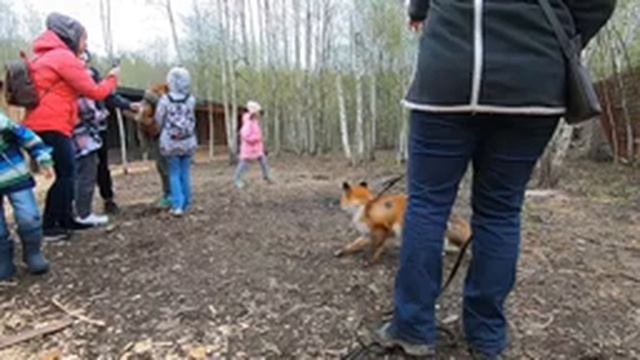 ЗОЛОТОЙ КОВЧЕГ! КАК ЖИВУТ ВОЛКИ И ДРУГИЕ ЖИВОТНЫЕ В НЕВОЛЕ! смотреть онлайн