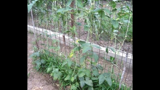 ВИГНА - ФАСОЛЬ КИТАЙСКАЯ. Мой опыт выращивания смотреть онлайн