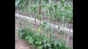 ВИГНА - ФАСОЛЬ КИТАЙСКАЯ. Мой опыт выращивания