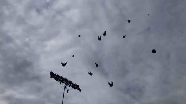 Николаевские летные. В Краснограде по южному направлению смотреть онлайн