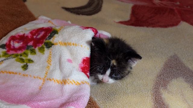 Нашел на улице 1-месячного котенка, которого бросили на улице. смотреть онлайн