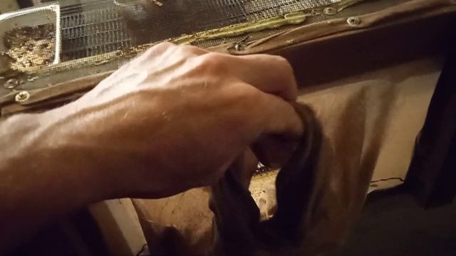 Черная львинка в Крыму. Инсектарий