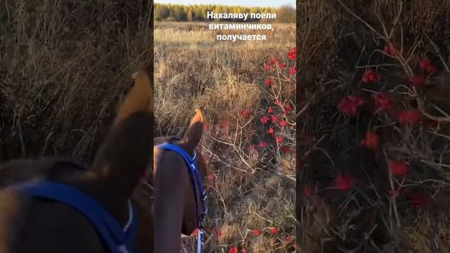 Лошадь кушает калину | Конный спорт смотреть онлайн