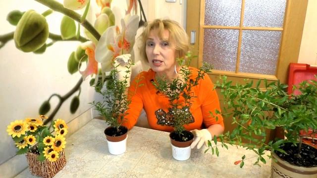 Как вырастить крону комнатного граната пышной. Гранат.Советы цветовода