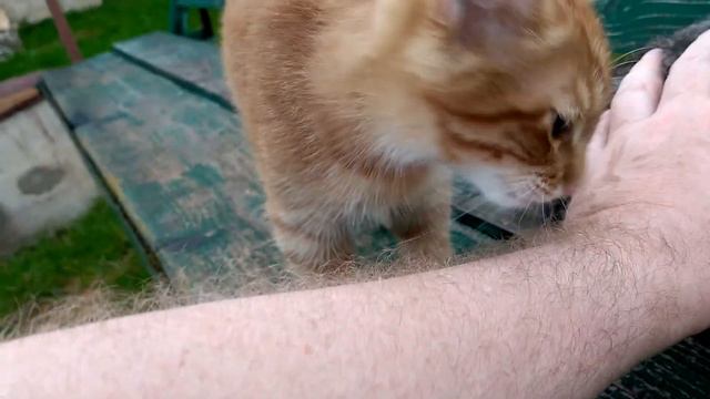 Мамы Белочки не было почти сутки дома.(Поясняю почему.)🏡🐅🐈😾🐦 смотреть онлайн